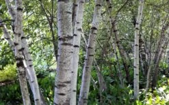 Gray Birch Tree (Betula Populifolia) - 3 Pack Of 1.5 Quart Pots 13 Gray Birch Tree (Betula Populifolia) - 3 Pack Of 1.5 Quart Pots -Plant Serie Store betula populifolia grey birch tree 4