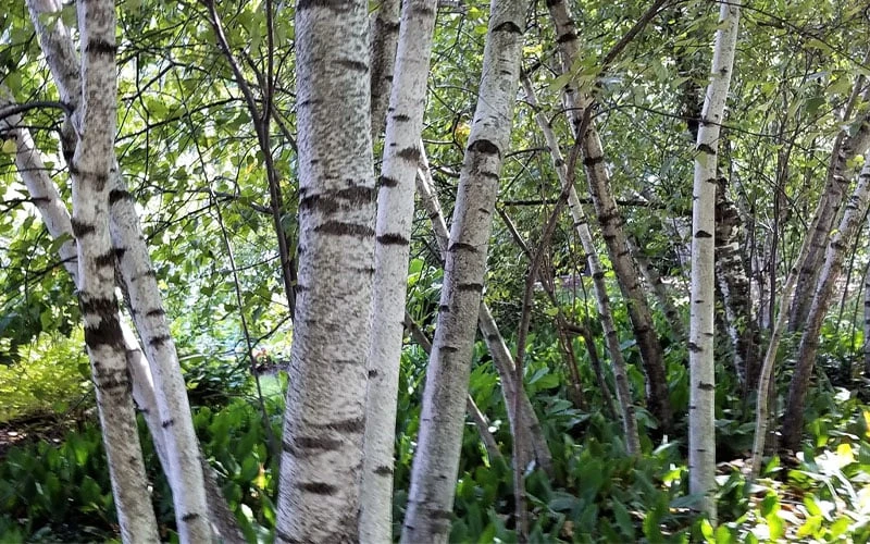 Gray Birch Tree (Betula Populifolia) - 3 Pack Of 1.5 Quart Pots 8 Gray Birch Tree (Betula Populifolia) - 3 Pack Of 1.5 Quart Pots - Image 6