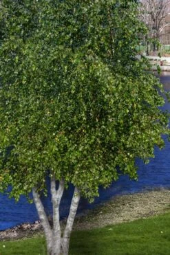 Gray Birch Tree (Betula Populifolia) - 3 Pack Of 1.5 Quart Pots 10 Gray Birch Tree (Betula Populifolia) - 3 Pack Of 1.5 Quart Pots -Plant Serie Store betula populifolia grey birch tree 5