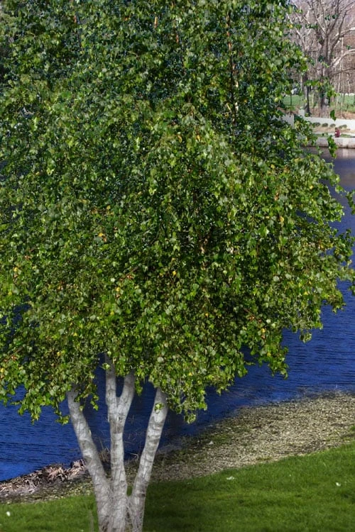 Gray Birch Tree (Betula Populifolia) - 3 Pack Of 1.5 Quart Pots 5 Gray Birch Tree (Betula Populifolia) - 3 Pack Of 1.5 Quart Pots - Image 3