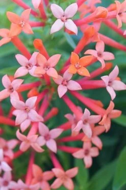 Estrellita Little Star Firecracker Bush (Bouvardia) - 3 Pack Of Quart Pots 11 Estrellita Little Star Firecracker Bush (Bouvardia) - 3 Pack Of Quart Pots -Plant Serie Store bouvardia estrellita little star firecracker bush 1