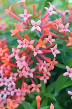 Estrellita Little Star Firecracker Bush (Bouvardia) - 3 Pack Of Quart Pots 10 Estrellita Little Star Firecracker Bush (Bouvardia) - 3 Pack Of Quart Pots -Plant Serie Store bouvardia estrellita little star firecracker bush 2