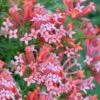 Estrellita Little Star Firecracker Bush (Bouvardia) - 3 Pack Of Quart Pots -Plant Serie Store bouvardia estrellita little star firecracker bush 3