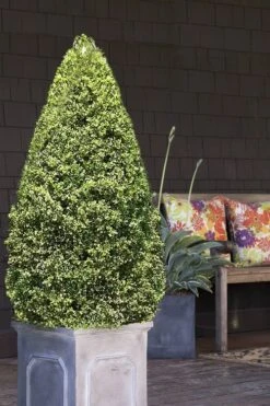 Variegated Boxwood (Buxus Sempervirens 'Aureovariegata') - 5 Gallon Pot -Plant Serie Store boxwood variegated cone 2