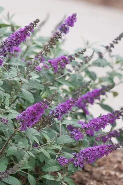 Lo & Behold Blue Chip Junior Butterfly Bush - 1 Gallon Pot -Plant Serie Store buddleia blue chip junior butterfly bush 4