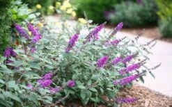 Lo & Behold Blue Chip Junior Butterfly Bush - 1 Gallon Pot -Plant Serie Store buddleia blue chip junior butterfly bush 7