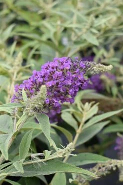 Lo & Behold Blue Chip Junior Butterfly Bush - 1 Gallon Pot -Plant Serie Store buddleia blue chip junior butterfly bush 8