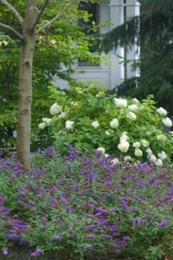 Lo & Behold Blue Chip Junior Butterfly Bush - 1 Gallon Pot -Plant Serie Store buddleia blue chip junior butterfly bush 9