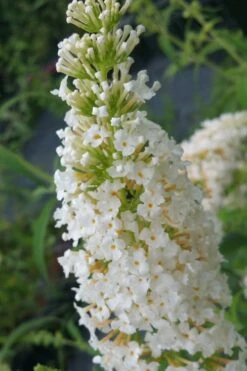 White Profusion Butterfly Bush - 1 Gallon Pot -Plant Serie Store buddleia davidii white profusion butterfly bush 2