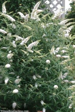 White Profusion Butterfly Bush - 1 Gallon Pot -Plant Serie Store buddleia davidii white profusion butterfly bush 3
