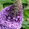 Pugster Amethyst Butterfly Bush - 3 Gallon Pot 2 Pugster Amethyst Butterfly Bush - 3 Gallon Pot -Plant Serie Store buddleia pugster amethyst butterfly bush 6