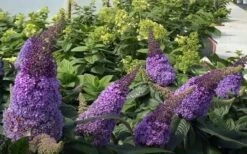 Pugster Amethyst Butterfly Bush - 3 Gallon Pot -Plant Serie Store buddleia pugster amethyst butterfly bush 7