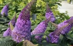 Pugster Amethyst Butterfly Bush - 3 Gallon Pot -Plant Serie Store buddleia pugster amethyst butterfly bush 8
