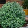 Gordo Boxwood - 6 Pack Of 1 Gallon Pots -Plant Serie Store buxus gordo boxwood 1