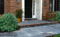 Gordo Boxwood - 6 Pack Of 1 Gallon Pots -Plant Serie Store buxus gordo boxwood 2