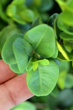 Gordo Boxwood - 6 Pack Of 1 Gallon Pots -Plant Serie Store buxus gordo boxwood 3