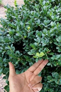 Gordo Boxwood - 6 Pack Of 1 Gallon Pots -Plant Serie Store buxus gordo boxwood 4