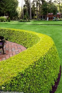 Golden Triumph Variegated Dwarf Boxwood - 1 Gallon Pot -Plant Serie Store buxus microphylla golden triumph boxwood hedge 2