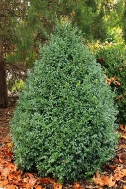 John Baldwin Pyramidal Boxwood - 3 Gallon Pot 13 John Baldwin Pyramidal Boxwood - 3 Gallon Pot -Plant Serie Store buxus microphylla john baldwin boxwood 6