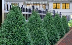 John Baldwin Pyramidal Boxwood - 3 Gallon Pot 11 John Baldwin Pyramidal Boxwood - 3 Gallon Pot -Plant Serie Store buxus microphylla john baldwin boxwood 8