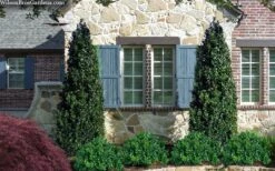 Arctic Emerald Columnar Boxwood - 6 Pack Of 1 Gallon Pots 12 Arctic Emerald Columnar Boxwood - 6 Pack Of 1 Gallon Pots -Plant Serie Store buxus sempervirens arctic emerald boxwood 103