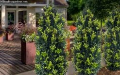 Arctic Emerald Columnar Boxwood - 6 Pack Of 1 Gallon Pots 13 Arctic Emerald Columnar Boxwood - 6 Pack Of 1 Gallon Pots -Plant Serie Store buxus sempervirens arctic emerald boxwood 105