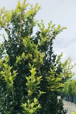 Arctic Emerald Columnar Boxwood - 1 Gallon Pot -Plant Serie Store buxus sempervirens arctic emerald boxwood 12 1