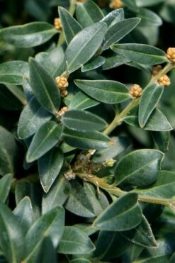 Arctic Emerald Columnar Boxwood - 1 Gallon Pot -Plant Serie Store buxus sempervirens arctic emerald boxwood 16 1