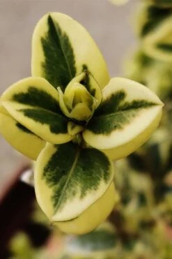 Variegated Boxwood (Buxus Sempervirens 'Aureovariegata') - 5 Gallon Pot -Plant Serie Store buxus sempervirens aureovariegata variegated boxwood 1