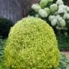 Variegated Boxwood (Buxus Sempervirens 'Aureovariegata') - 5 Gallon Pot