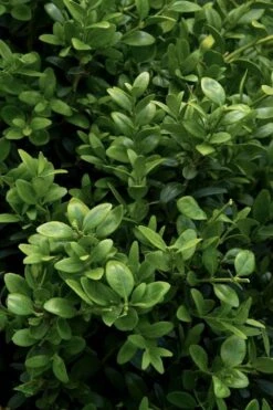 Green Tower Boxwood - 3 Gallon Pot -Plant Serie Store buxus sempervirens monrue green tower boxwood 1