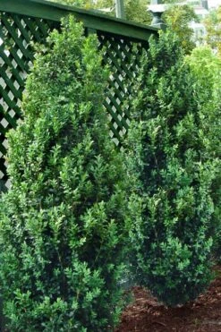 Green Tower Boxwood - 2 Gallon Pot