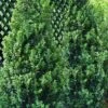 Green Tower Boxwood - 3 Gallon Pot