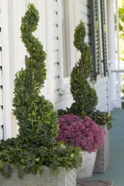 Green Tower Boxwood - 3 Gallon Pot -Plant Serie Store buxus sempervirens monrue green tower boxwood 3