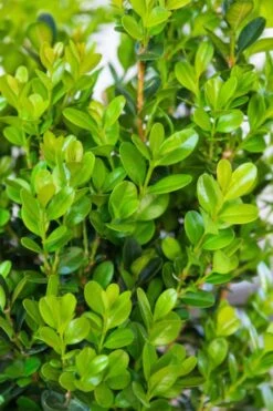 Winterstar Boxwood - 2 Gallon Pot -Plant Serie Store buxus winterstar boxwood 1