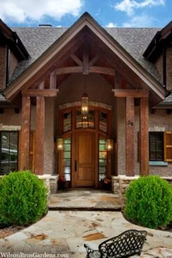 Winterstar Boxwood - 2 Gallon Pot -Plant Serie Store buxus winterstar boxwood 3