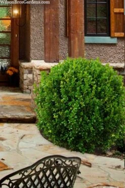 Winterstar Boxwood - 2 Gallon Pot -Plant Serie Store buxus winterstar boxwood 4
