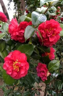 Turandot Camellia Japonica - 7 Gallon Pot -Plant Serie Store caellia turandot 20