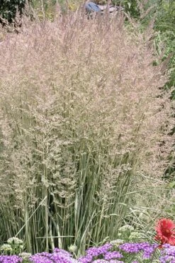 Avalanche Feather Reed Grass (Calamagrostis) - 3 Gallon Pot -Plant Serie Store calamagrostis x acutiflora avalanche feather reed grass 4