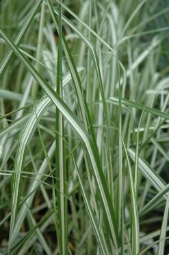 Avalanche Feather Reed Grass (Calamagrostis) - 3 Gallon Pot -Plant Serie Store calamagrostis x acutiflora avalanche feather reed grass 6