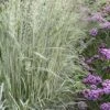 Avalanche Feather Reed Grass (Calamagrostis) - 3 Gallon Pot -Plant Serie Store calamagrostis x acutiflora avalanche feather reed grass 8