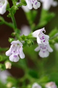 Calamint Plant (Calamintha Nepeta) - 1 Gallon Pot -Plant Serie Store calamint 14