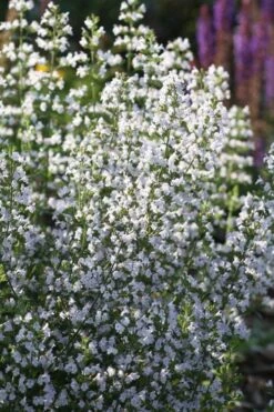 Calamint Plant (Calamintha Nepeta) - 1 Gallon Pot -Plant Serie Store calamint 15