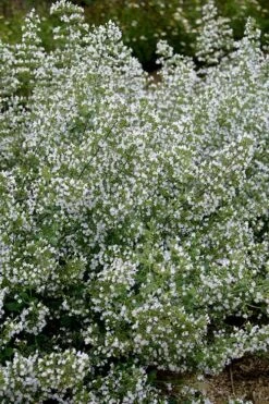Calamint Plant (Calamintha Nepeta) - 1 Gallon Pot -Plant Serie Store calamint 20