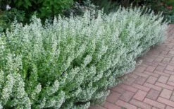 White Cloud Calamint - 5 Pack Of Quart Pots -Plant Serie Store calamint white cloud 1