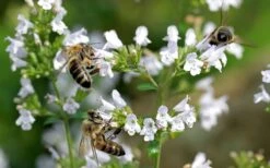 White Cloud Calamint - 5 Pack Of Quart Pots -Plant Serie Store calamint white cloud 5