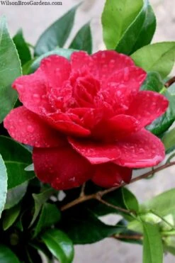 Altheaflora Camellia - 3 Gallon Pot -Plant Serie Store camellia altheaflora 1