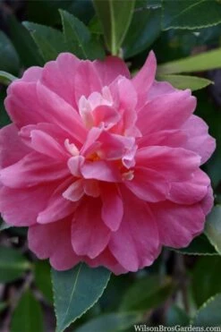 Autumn Spirit Camellia - Hybrid - 3 Gallon Pot -Plant Serie Store camellia autumn spirit 22