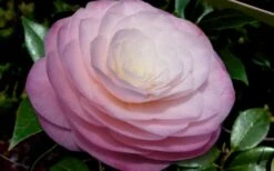 Ella Ward Parsons Camellia - 3 Gallon Pot -Plant Serie Store camellia ella ward parsons 2