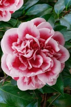 Irrational Exuberance Camellia Japonica - 3 Gallon Pot -Plant Serie Store camellia irrational exuberance 7